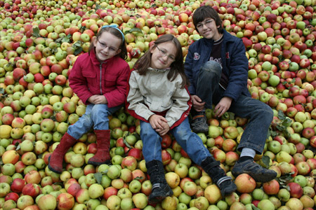 Kinder auf Apfelernte